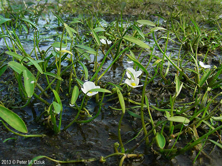50 Sagittaria Montevidensis Seeds - Giant Aztec Arrowhead - Fresh Aquatic Pond Plant