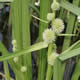 [photo of Branched Bur-reed]