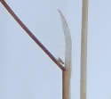 [photo of stipules]