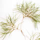 [photo of Sago Pondweed]