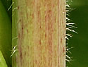 [photo of stem and winged leaf stalk]