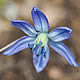 [photo of Siberian Squill]