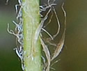[photo of lower stem (stipe)]