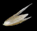 [close-up of spikelet]