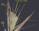 [photo of spikelet and grains]