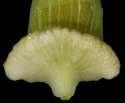[photo of perigynia, scale and achene