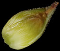 [photo of maturing perigynia, scale and achene]