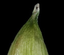 [photo of perigynia, scale and achene]