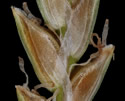 [photo of spikelet, scale and mature achenes]