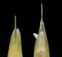 [photo of glumes (front and back), florets and grain]