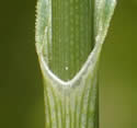 [photo of upper leaf and sheath]