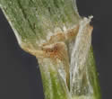 [photo of stem leaf sheath, ligule and node]