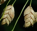[photo of mature spikelets]
