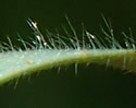 [photo of a hairy leaf]