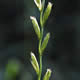 [photo of Perennial Ryegrass]