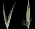 [photo of maturing spikelet and grain]