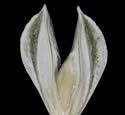 [close-up of spikelet]