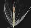 [photo of dissected flowering spikelet]