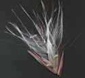 [photo of flowering spikelet]