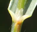 [photo of sheath, ligule, node and boat-shaped leaf tip]