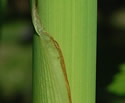 [photo of lower stem and leaves]