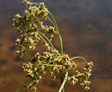 [photo of flowering spikelet cluster]