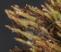 [close-up of spikelet head]