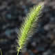 [photo of Green Foxtail]