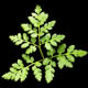 [photo of St. Lawrence Grapefern]