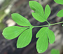 [photo of leaves]