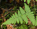 [photo of frond]