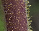 [photo of glandular-hairy calyx and stalk]