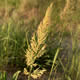 [photo of Plains Reedgrass]