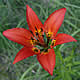 [photo of Wood Lily]