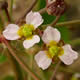 [photo of Narrow-leaved Water Plantain]