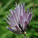 [photo of Wild Chives]
