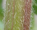 [photo of stem and leaf stalk hairs]