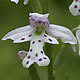 [photo of Small Round-leaved Orchid]