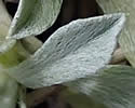 [photo of basal leaves]