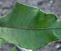 [photo of wavy leaves]