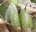 [photo of developing fruit]