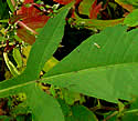 [photo of lobed leaf]