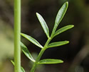 [photo of upper stem leaf]