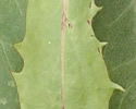 photo of basal leaves]