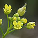 [photo of Yellow Whitlow-grass]