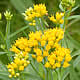 [photo of Grass-leaved Goldenrod]