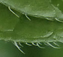[photo of stem and leaf hairs]