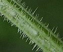 [photo of stem and leaf underside]