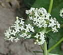 [photo of flower clusters]