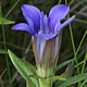 [photo of Downy Gentian]